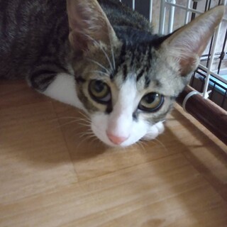 （里親様決定）可愛いお顔のみたらし君^ ^