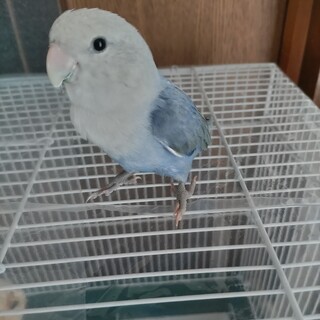 コザクラインコ里親募集