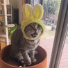 ちょたぽん