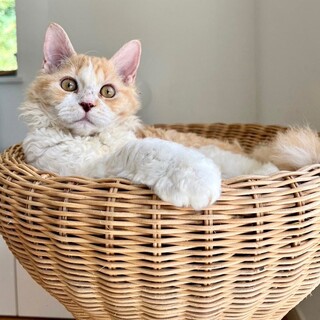 セルカークレックスmix?2023.6月頃誕生①