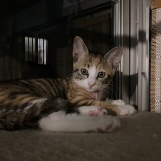 少しビビりな甘えん坊☆