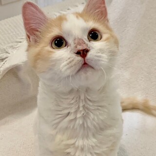 セルカークレックスmix?2023.6月頃誕生②