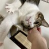 寂しがり屋の甘えん坊ゆるちゃん サムネイル4