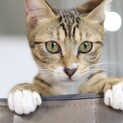 【モアナ】寂しがりやの穏やかガール