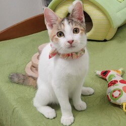 ★猫の未来とびら譲渡会★東銀座徒歩2分★東劇隣 サムネイル3