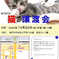 猫の譲渡会in神戸三宮 ¨ 猫のミーナ ¨