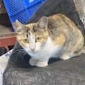 三毛猫メス 避妊手術済み 推定10ヶ月☆