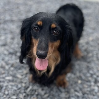 懐っこくて美人なゴージャスちゃん