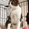 寂しがり屋の甘えん坊ゆるちゃん サムネイル5