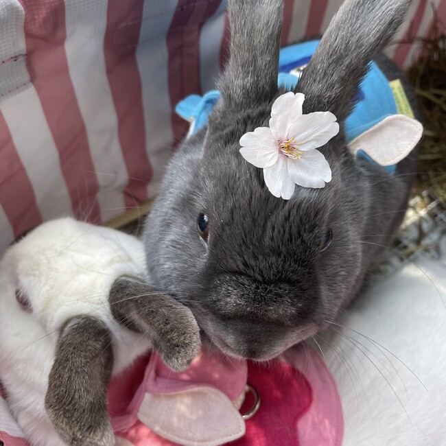 ょりのカバー写真