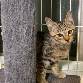 2ヶ月くらいのキジトラの女の子