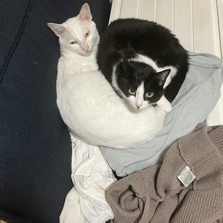 ムーンのカバー写真