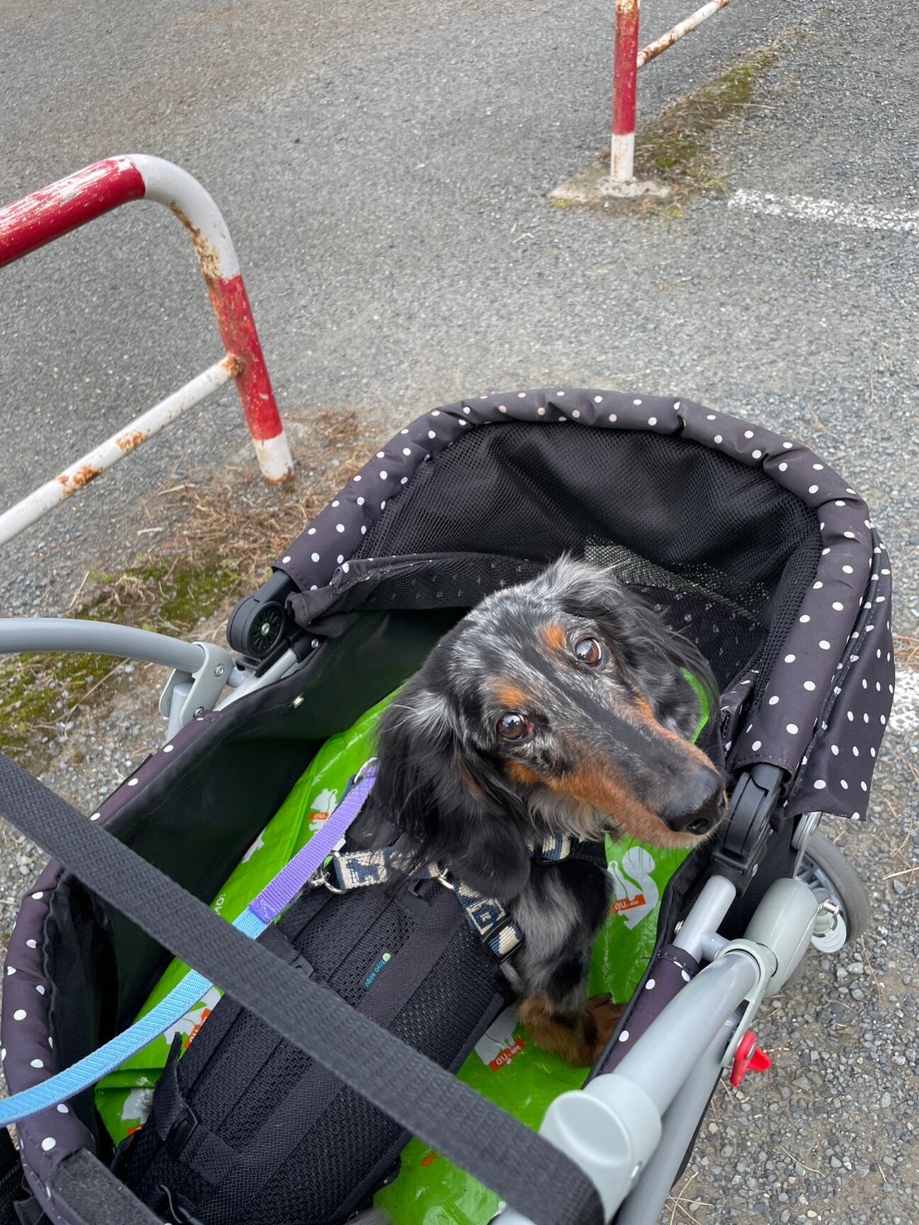 シルバーダップルダックス」神奈川県 - 犬の里親募集(463973