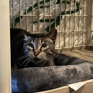 奄美大島からきた優しくて甘えん坊の男の子