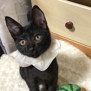 人馴れ抜群♡かわいいボン君♂保健所レスキュー