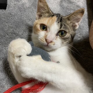 甘えん坊　ミケちゃん