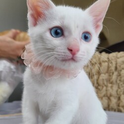 にゃんスペースとあ　ねこのお見合い会 サムネイル2