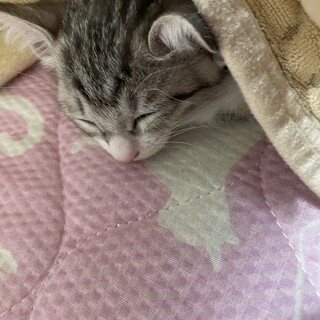 助けてあげてください