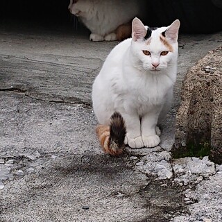 白茶のメス　八ちゃんです
