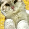 の写真