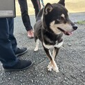 このままでは保健所に返されてしまいます。
