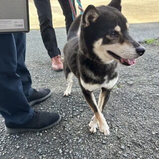 このままでは保健所に返されてしまいます。