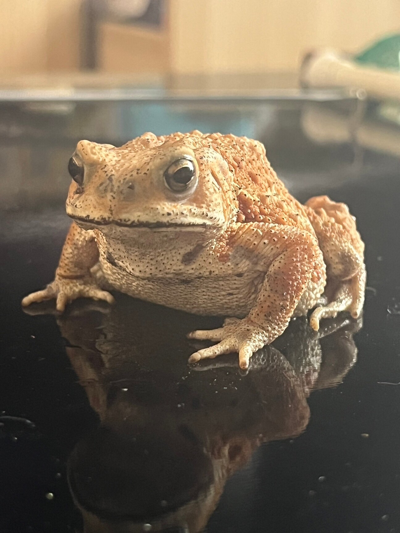 ミヤコヒキガエル」宮城県 - 爬虫類・他の里親募集(472451) 1枚目の