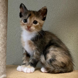 あざと可愛い小夏ちゃん