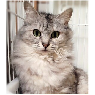 長毛もふもふ♡超甘えんぼう♡お春ちゃん