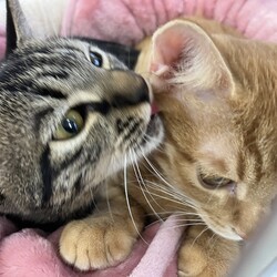 名古屋市緑区猫の譲渡会