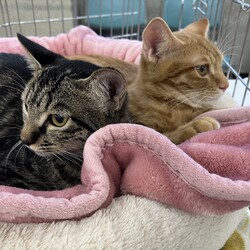 名古屋市緑区猫の譲渡会