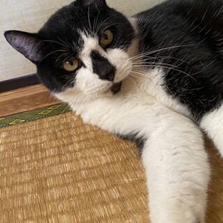 白黒兄妹のノノちゃん♀　飼主さん入院につき里親募集