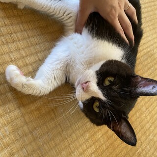 ゴンスケ　飼い主さん入院につき里親募集