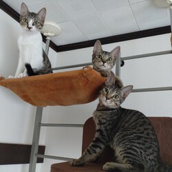 ねこけん千葉支部　譲渡会 サムネイル2