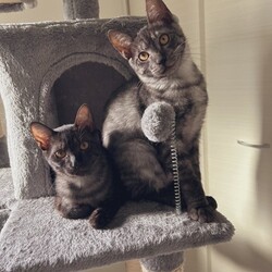 ねこけん千葉支部　譲渡会 サムネイル3