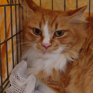 (募集一旦中止します）長毛チャコ