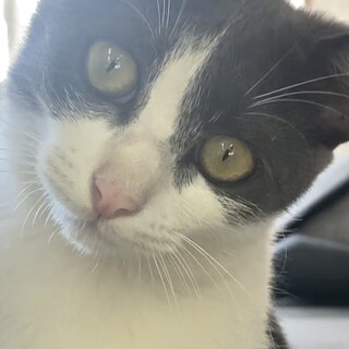 グレーのハチワレちゃん♀５ヶ月目