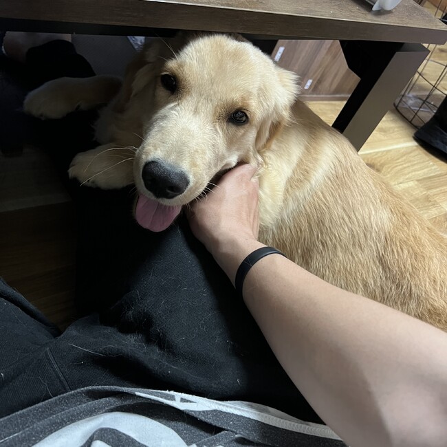 あかさたなはまやらわらのカバー写真