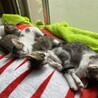 ８月１１日生まれの子猫４匹。キジトラ柄はトライヤル中。ハチワレブチオス、ブチメス