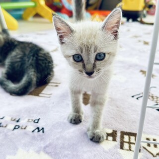 シャムミックスこねこ女の子