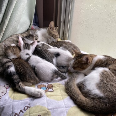 母親、子猫在住