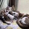 母親、子猫在住