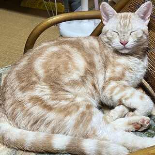 アメリカンショートヘア　レッドタビー