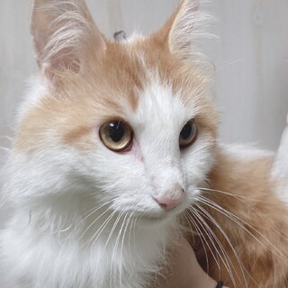 ノルウェージャンmix、甘えん坊のチップ♬.*ﾟ