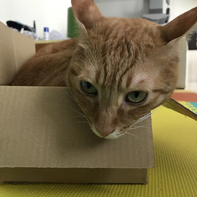 しおまるママのカバー写真