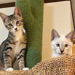 10月29日　猫の譲渡会　by にゃんころ隊 サムネイル2