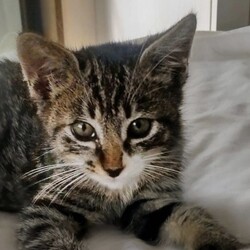 10月29日　猫の譲渡会　by にゃんころ隊 サムネイル3