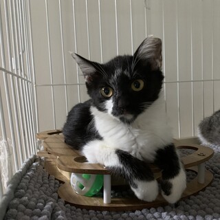 生後３ヶ月♡リボンちゃんメス