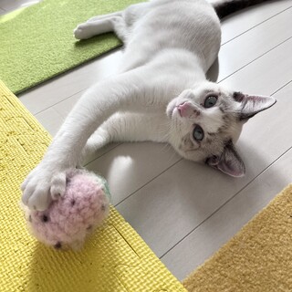 ブルーアイ白猫男の子