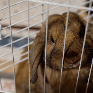 うさぎ・純血・ホーランドロップ♂・飼育道具一式付